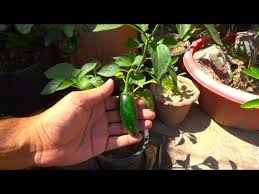 How to grow jalapenos from seeds indoors. How To Grow Jalapeno Chili From Seeds Complete Video Youtube