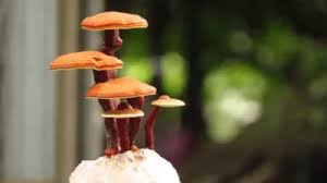 Image result for Ganoderma lucidum