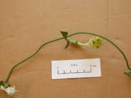Image result for Ceropegia stenantha