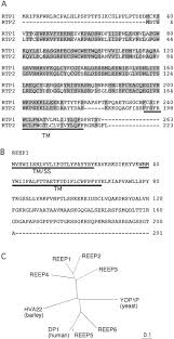 100% português rtp1 gerês e viana do castelo. Rtp Family Members Induce Functional Expression Of Mammalian Odorant Receptors Cell