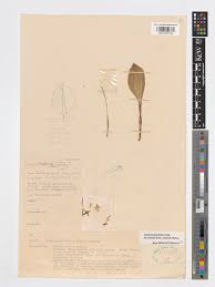 Image result for Nervilia kotschyi