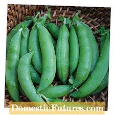 The prolific, bushy vines grow to 1.5m (5') tall, and benefit from staking. Pea Dwarf Grey Sugar Abendingar Um Umonnun Dverggrara Sykurbauna Gardur 2021