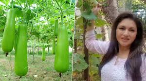 Lauki Benefits in Summer| लौकी के फायदे और नुकसान| lauki ke fayde bataen