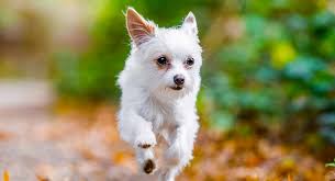 Miniature long haired yorkshire terrier. White Yorkie What Makes This Pale Pup So Special
