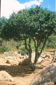 Image result for Dovyalis afra