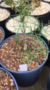 Image result for Adenia mossambicensis