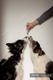 Side View Of Funny Black And White Purebred Dogs Receiving Small Piece Of Chicken From Above While Having Snack Time Loyal Feed Stock Photo 370944460 Browse more chicken black and white vectors from istock. focused collection