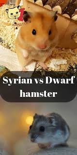 10 Differences Between Syrian And Dwarf Hamsters Dwarf Hamster Hamster Hamster Care