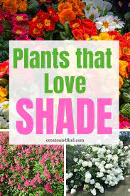 The 10 Best Plants That Grow In Shade Plants That Love Shade Plants That Grow In Shade Shade Landscaping