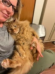 Looking for a cat groomer. Any suggestions?