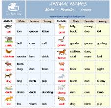 Vocabulary Animal Names Male Female And Young Gender Of Animals Male And Female Animals Animals Name In English