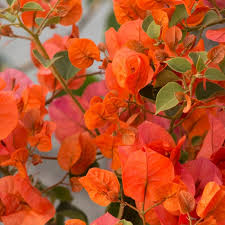 Indian flowers not only look pretty but their religious and cultural significance give the people of india an bright yellow and orange marigold flowers are used throughout india for many cultural and poinsettias are red flowers, but they also come in a marbled color. Buy Bougainvillea Orange King Flower Plant Online At Plantsguru Com