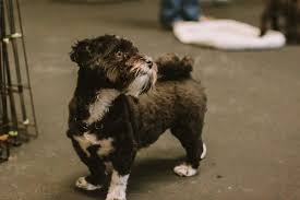 Maybe you would like to learn more about one of these? Ahimsa Dog Training 46 Photos 176 Reviews Pet Training 925 Nw 49th St Seattle Wa Phone Number Yelp