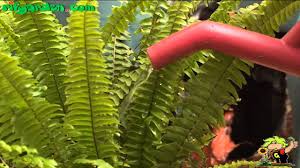 How to plant ferns in the garden. Growing Ferns In The Garden Youtube