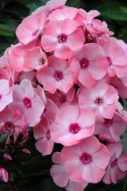 Pin On Phlox Flowers