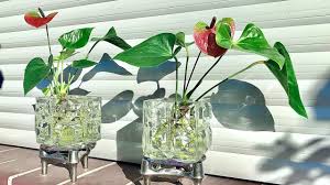 How To Grow An Anthurium Anthurium Plants Care Youtube Anthurium Plant Anthurium Flower Anthurium
