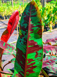 Image result for Musa sp. (Ornamental bananas)