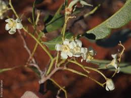 Image result for Atalaya alata