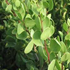 Image result for Maytenus chasei