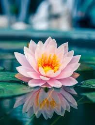 The Lotus Is A Symbol Of Purity And It Blooms Profusely In Buddhist Art And Literature Its Roots Are In 2020 Lotus Flower Art Lotus Flower Wallpaper Lotus Wallpaper