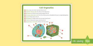Check spelling or type a new query. What Is A Cell Organelle Cell Organelle Answered Twinkl Teaching Wiki