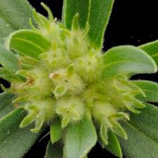 Image result for Spermacoce senensis