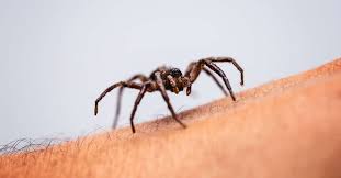 Les lives s'enchaînent, les événements et actualités. Conduite A Tenir Face A Une Piqure D Araignee Le Guide Sante