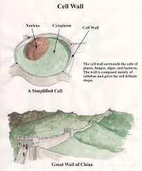 Ultra structure of animal cell. Animal Cell And Plant Cell Forestrypedia