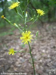 Image result for Hirpicium gorterioides