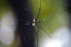 Spinnen dämmen schädlinge im garten ein 28.08.2012 um 15:49 uhr hobbygärtner sollten spinnen in ihrem grünen reich nicht bekämpfen, sondern am leben lassen spinnen in deutschland: Wie Gefahrlich Sind Spinnen In Deutschlands Garten Garten Ratgeber Net Garten Tipps Fur Hobbygartner