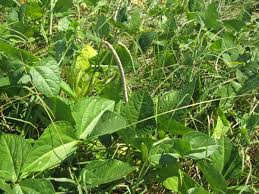 Image result for Vigna unguiculata