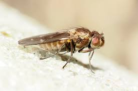 Image result for Helinus spartioides