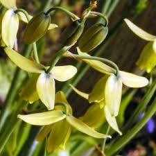 Image result for Crossandra greenstockii