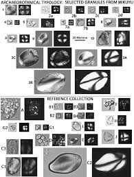 Image result for Cyperus tomaiophyllus