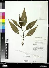 Image result for Ochthocharis dicellandroides