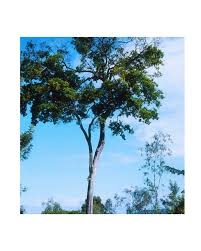 Image result for Pouteria altissima