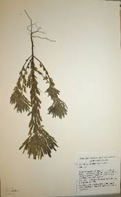 Image result for Crotalaria cephalotes