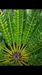 E Latifrons Ruimsig Resort March 2018 With Images African Plants Plants Plant Leaves