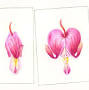 Profile Picture of From the Heart|Eileen Bragg - Botanical Art Societyon Google