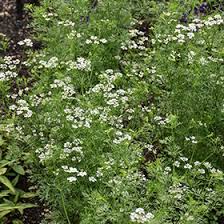 Image result for Coriandrum sativum