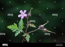 Herb Robert (Geranium robertianum) showing flower and seed heads Stock  Photo