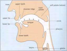 A Course In Phonetics By Peter Ladefoged