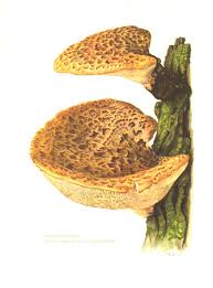 Image result for Polyporus pendulus