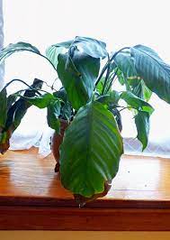 Seeds and growing them right. Peace Lily With Brown Tips Causes Of Brown Tips On Peace Lily Leaves