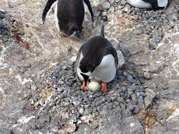It might seem like such a simple question, but i'm so glad that people want to know and am happy to explain it. How Many Eggs Do Penguins Lay Penguins Blog