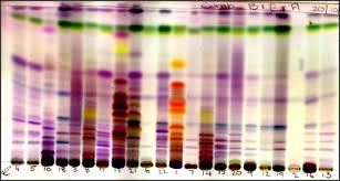 Image result for Combretum coriifolium