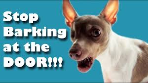 Personally, i know that my dog is barking with frustration because it sounds almost like a cough accompanied by some whining. Stop Barking At The Door Youtube