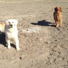 Maybe you would like to learn more about one of these? Akc Champion Bloodline Golden Retriever Puppies For Sale In Grand Junction Colorado Classified Americanlisted Com