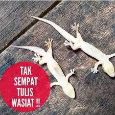 Kenapa cicak sunnah di bunuh? Hot Sale Ubat Cicak Lipzel 450ml Shopee Malaysia