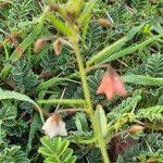 Image result for Hermannia kirkii